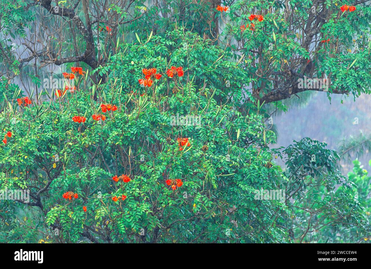 Tulipe africaine Spathodea campanulata avec des fleurs rouges à Tobago Antilles Banque D'Images
