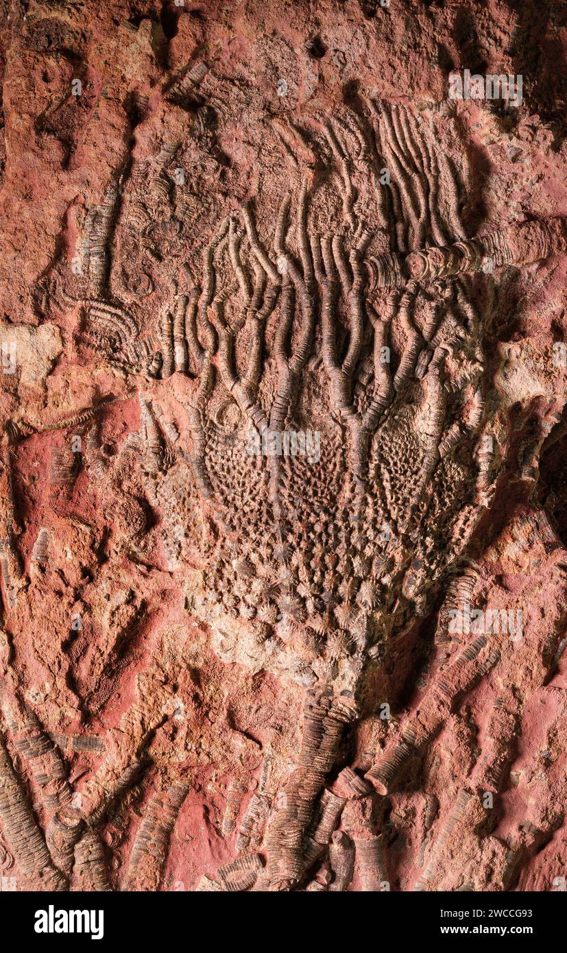 Calcaire teinté de fer contenant des restes fossilisés complets de calice crinoïde et des tiges de gisements paléozoïques trouvés au Maroc Banque D'Images
