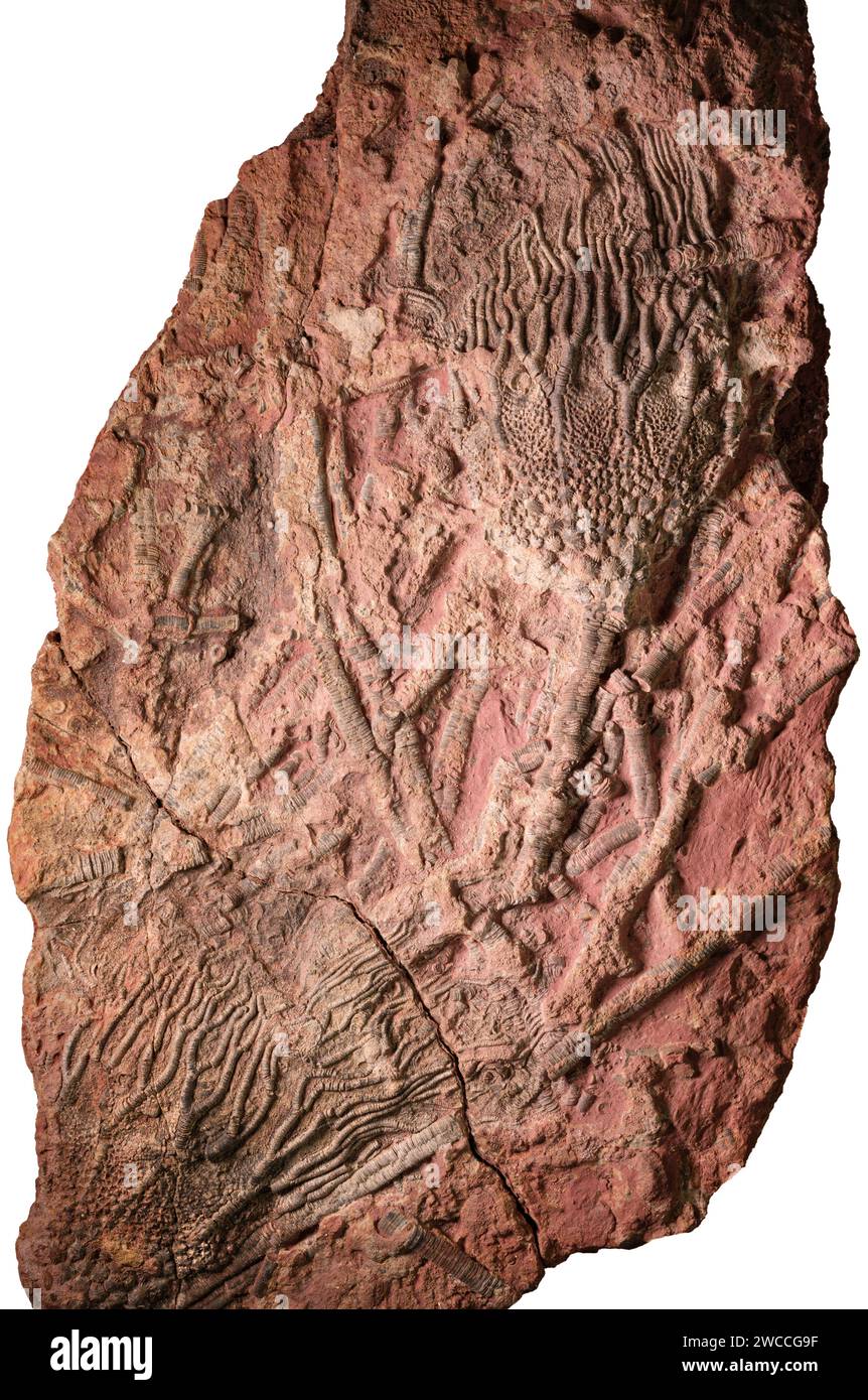 Grande dalle de calcaire teinté de fer contenant des restes complets fossilisés de calices crinoïdes et de tiges de dépôts paléozoïques trouvés au Maroc Banque D'Images