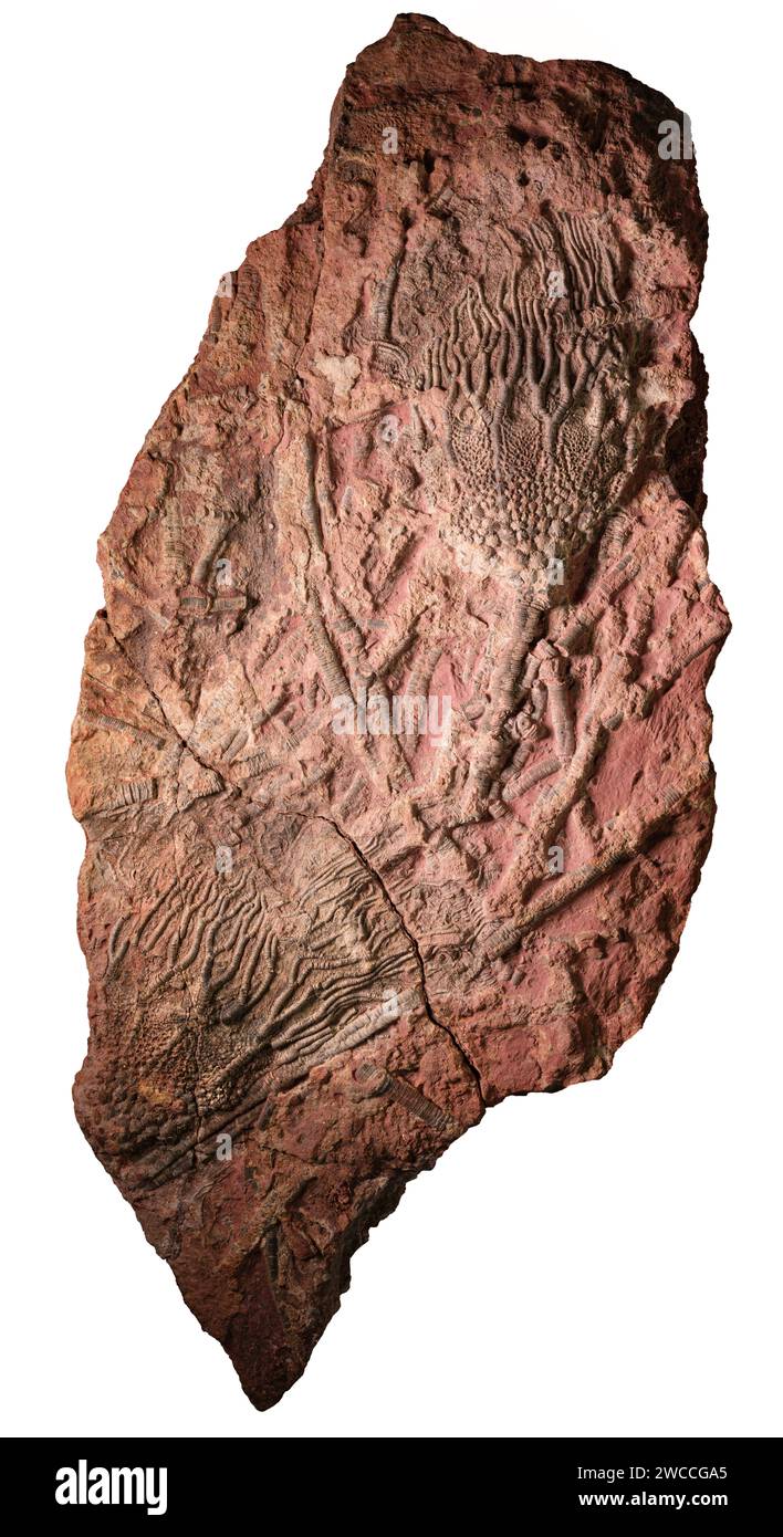 Grande dalle de calcaire teinté de fer contenant des restes complets fossilisés de calices crinoïdes et de tiges de dépôts paléozoïques trouvés au Maroc Banque D'Images