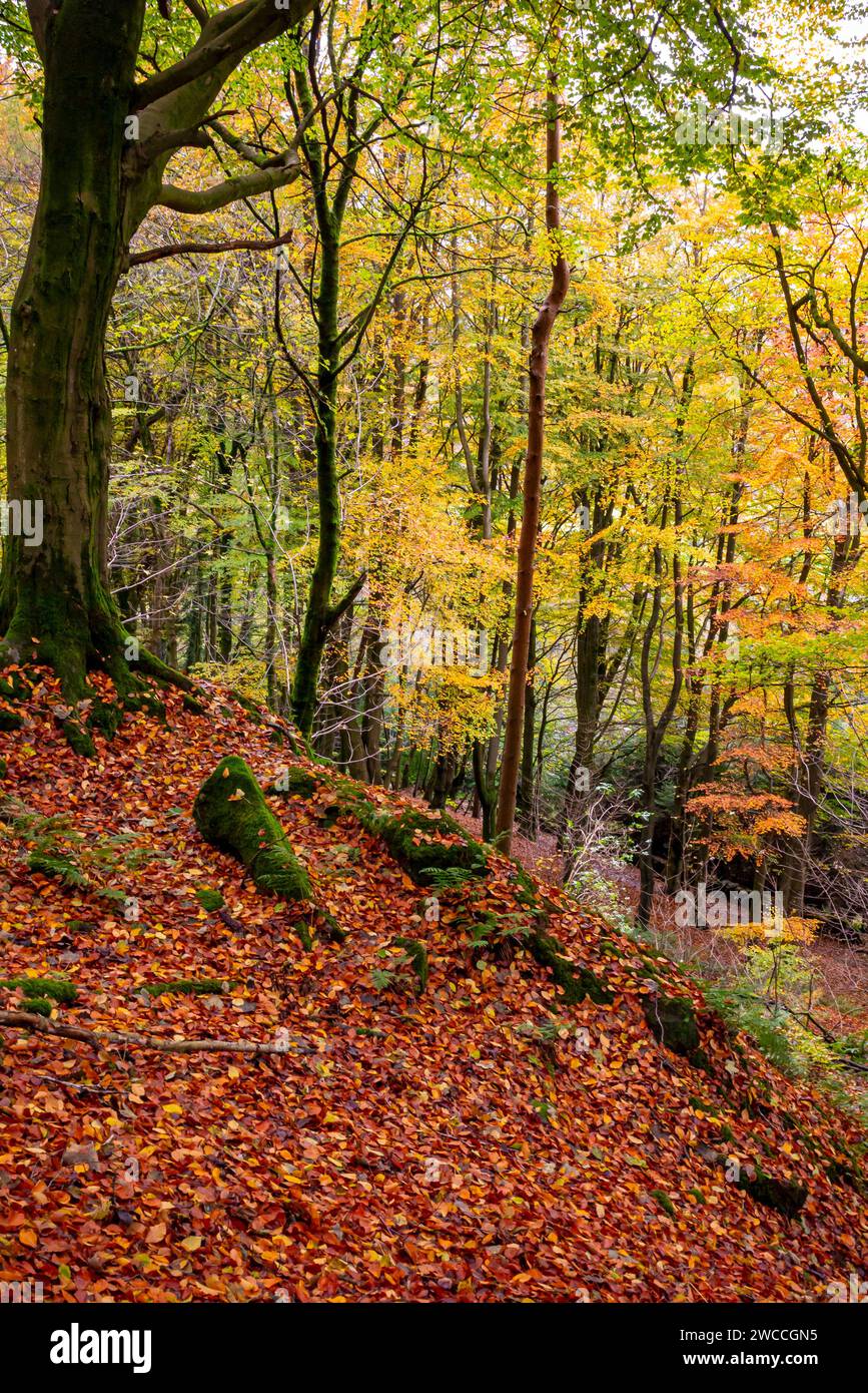 Feuilles dorées sur les arbres dans les bois d'automne. Banque D'Images