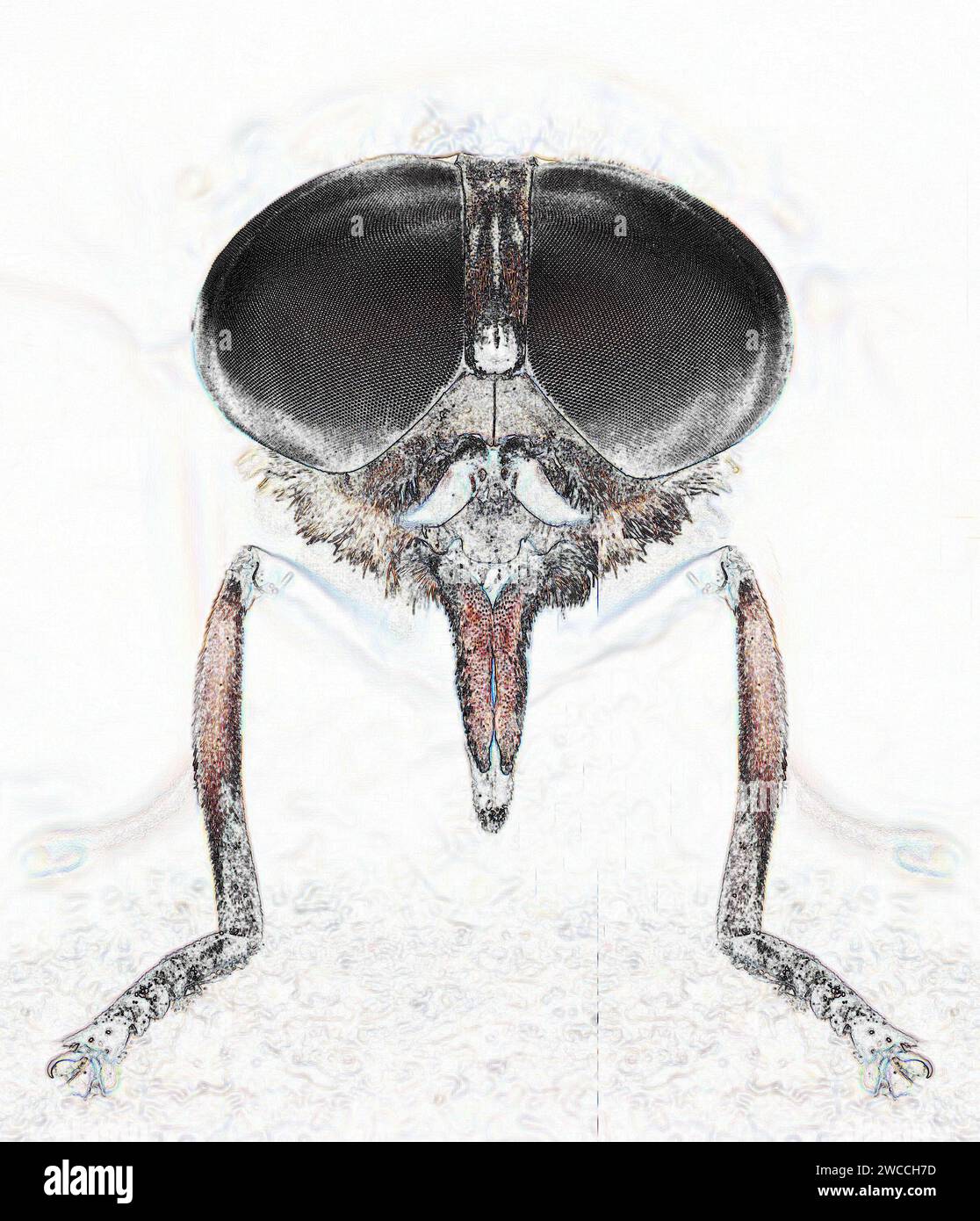 Image monochromée simplifiée de la tête de la mouche géante noire Tabanus sudeticus soulignant ses grands yeux composés et son proboscis perçant Banque D'Images