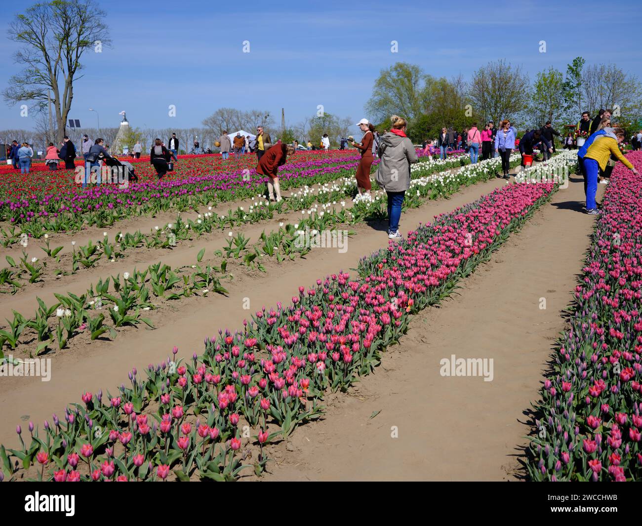 Tulipe fleurie sur le champ de fleurs. Banque D'Images