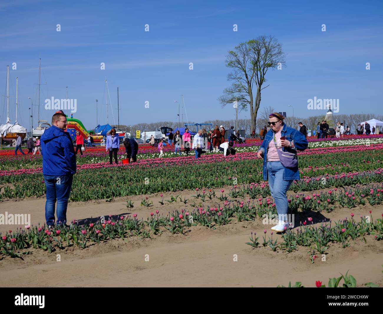 Tulipe fleurie sur le champ de fleurs. Banque D'Images