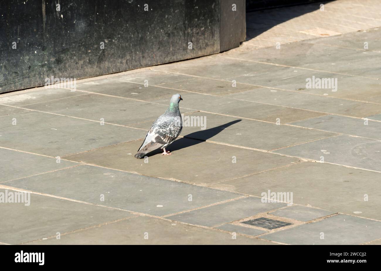Le pigeon sauvage projette une longue ombre dans le soleil de fin d'hiver, High Street, Lincoln City, Lincolnshire, Angleterre, ROYAUME-UNI Banque D'Images