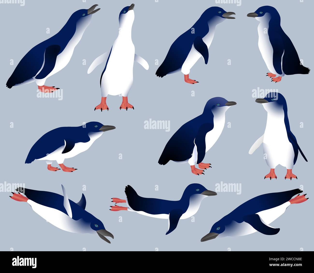 Collection de petits pingouins ou oiseaux pingouins bleus en image couleur Illustration de Vecteur