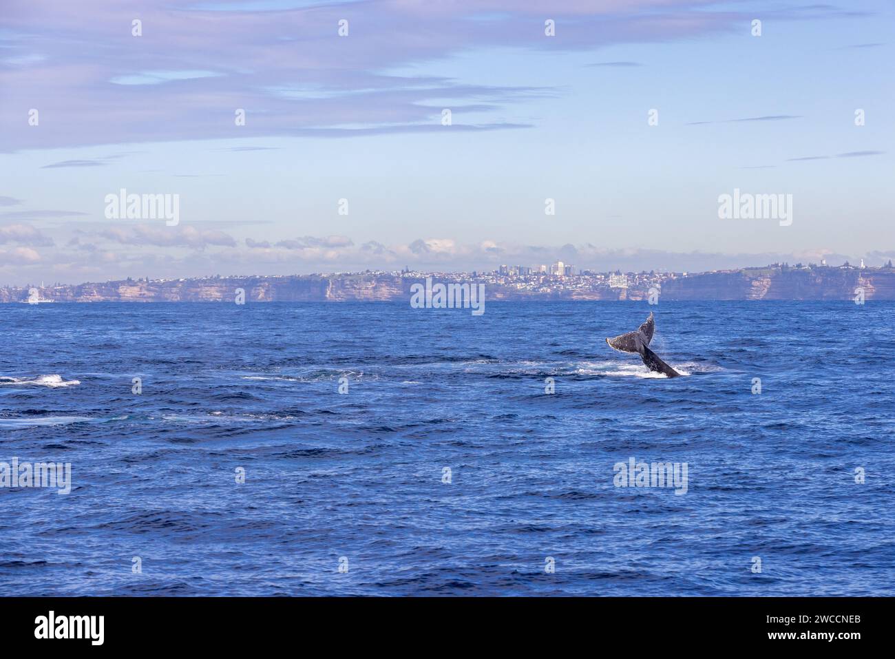 Observation des baleines Nouvelle-Galles du Sud, Australie. Migration des baleines à bosse le long de la côte est de l'Australie. Croisière d'observation des baleines. Banque D'Images