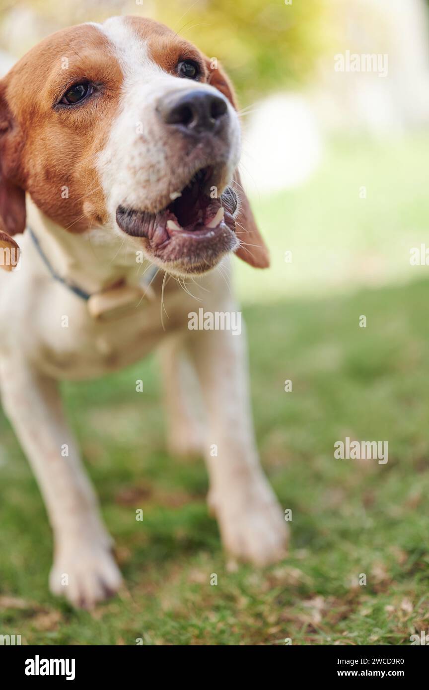 Gros plan de chien beagle aboyant sur fond ensoleillé flou Banque D'Images