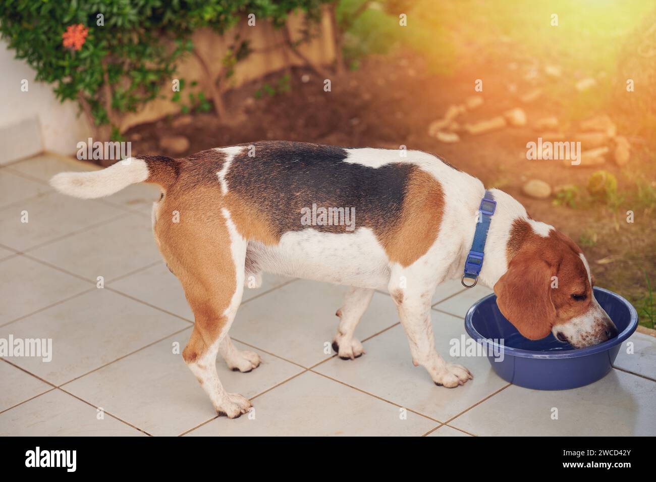 Chien Beagle buvant de l'eau du bol à l'extérieur Banque D'Images