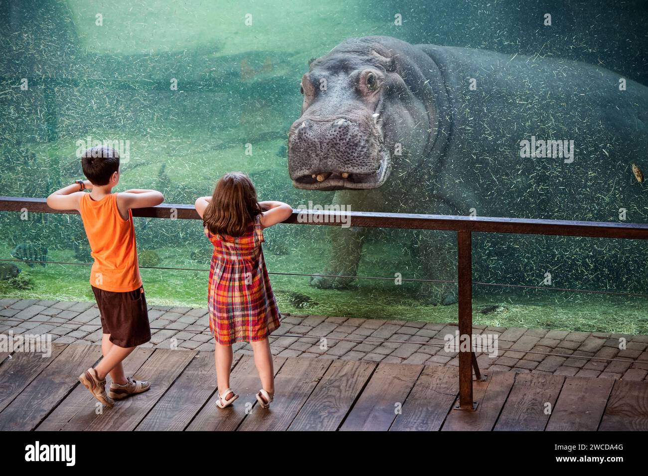 Image spectaculaire d'un hippopotame observant un garçon et une fille dans un aquarium, au Bioparc à Valence, Espagne. Banque D'Images