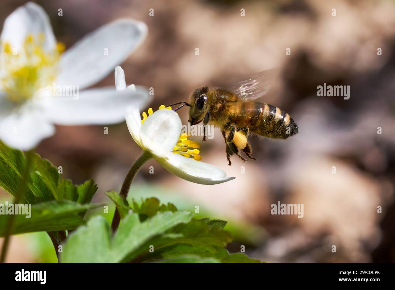 Abeille (abeille à miel de l'Ouest - Apis mellifera) volant avec un panier à pollen rempli devant une anémone de bois Banque D'Images