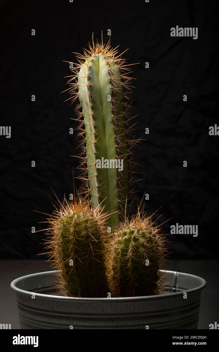 Cactus avec une forme amusante Banque D'Images