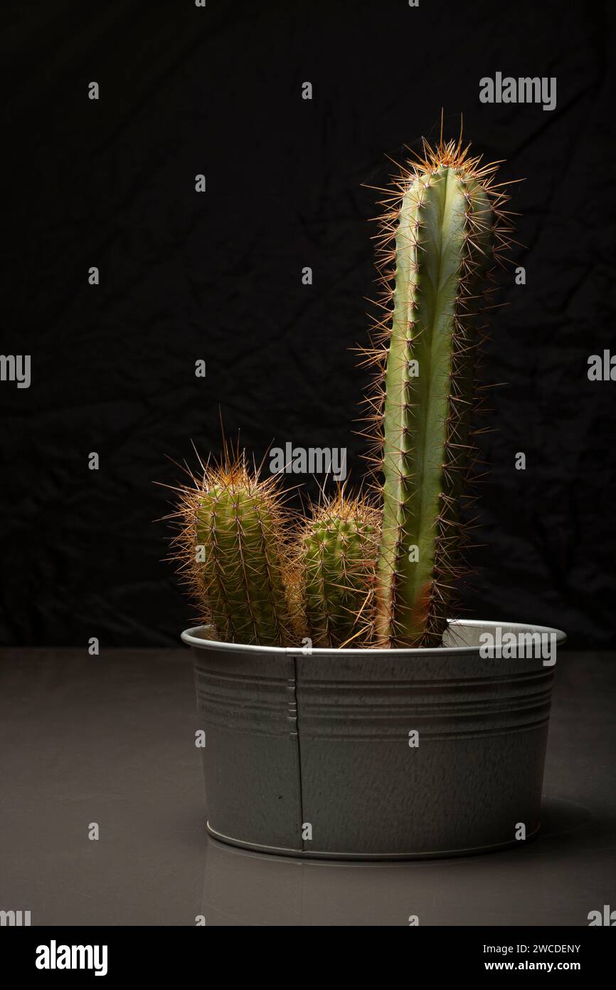 Cactus avec une forme amusante Banque D'Images
