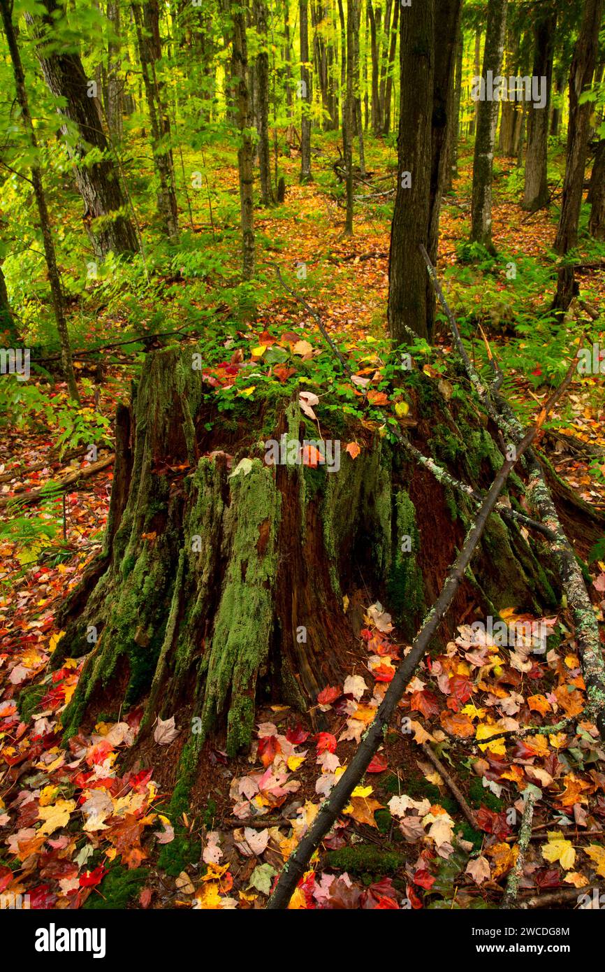 Souche dans la forêt le long du sentier Beaver Lodge, forêt nationale d'Ottawa, Michigan Banque D'Images