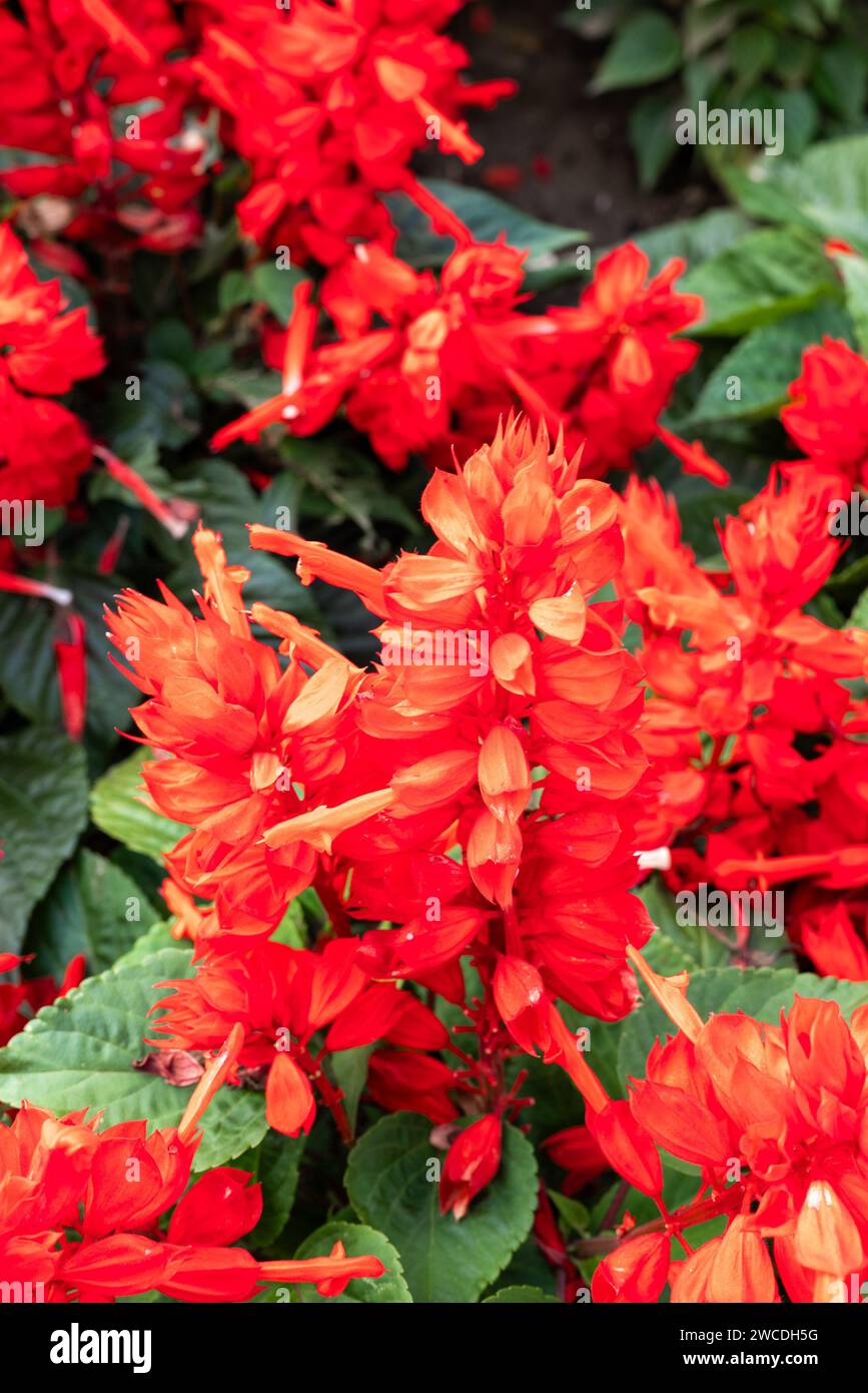 Fleur de canna indica (également connue sous le nom de shot indien, arrowroot africaine, canna comestible, arrowroot pourpre) Banque D'Images