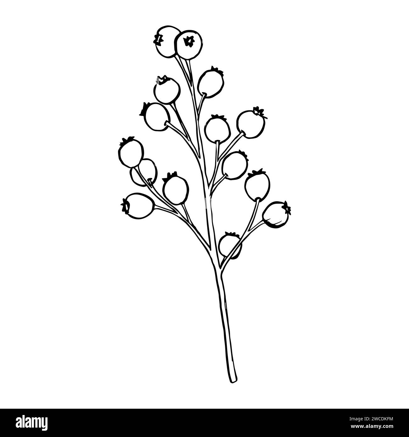 Illustration vectorielle branches et baies. Silhouettes botaniques, branches de baies, plantes dessinées à la main. Éléments floraux botaniques vintage pour Illustration de Vecteur
