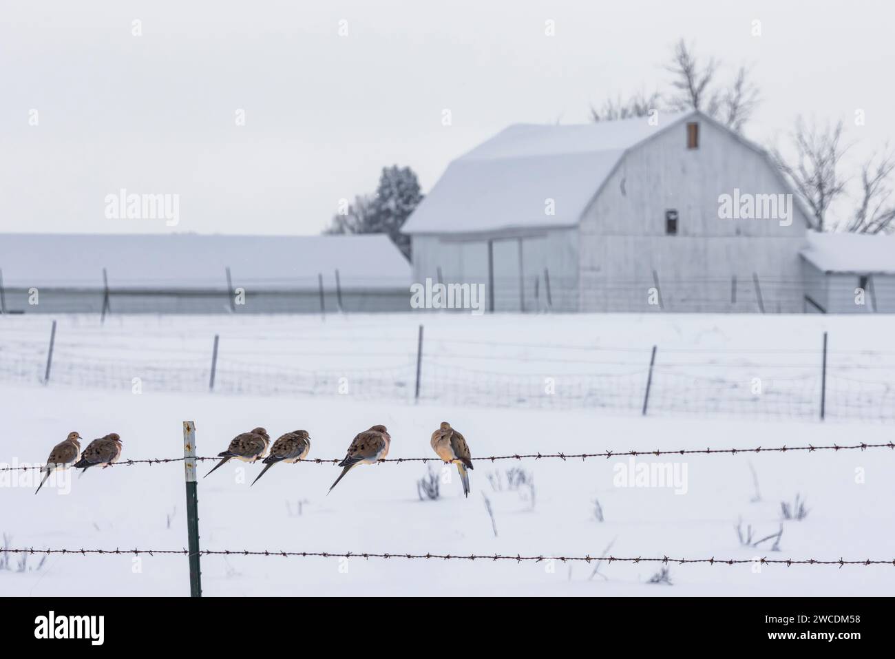 Colombes de deuil devant une grange Amish après une tempête de neige dans le comté de Mecosta, Michigan, USA Banque D'Images