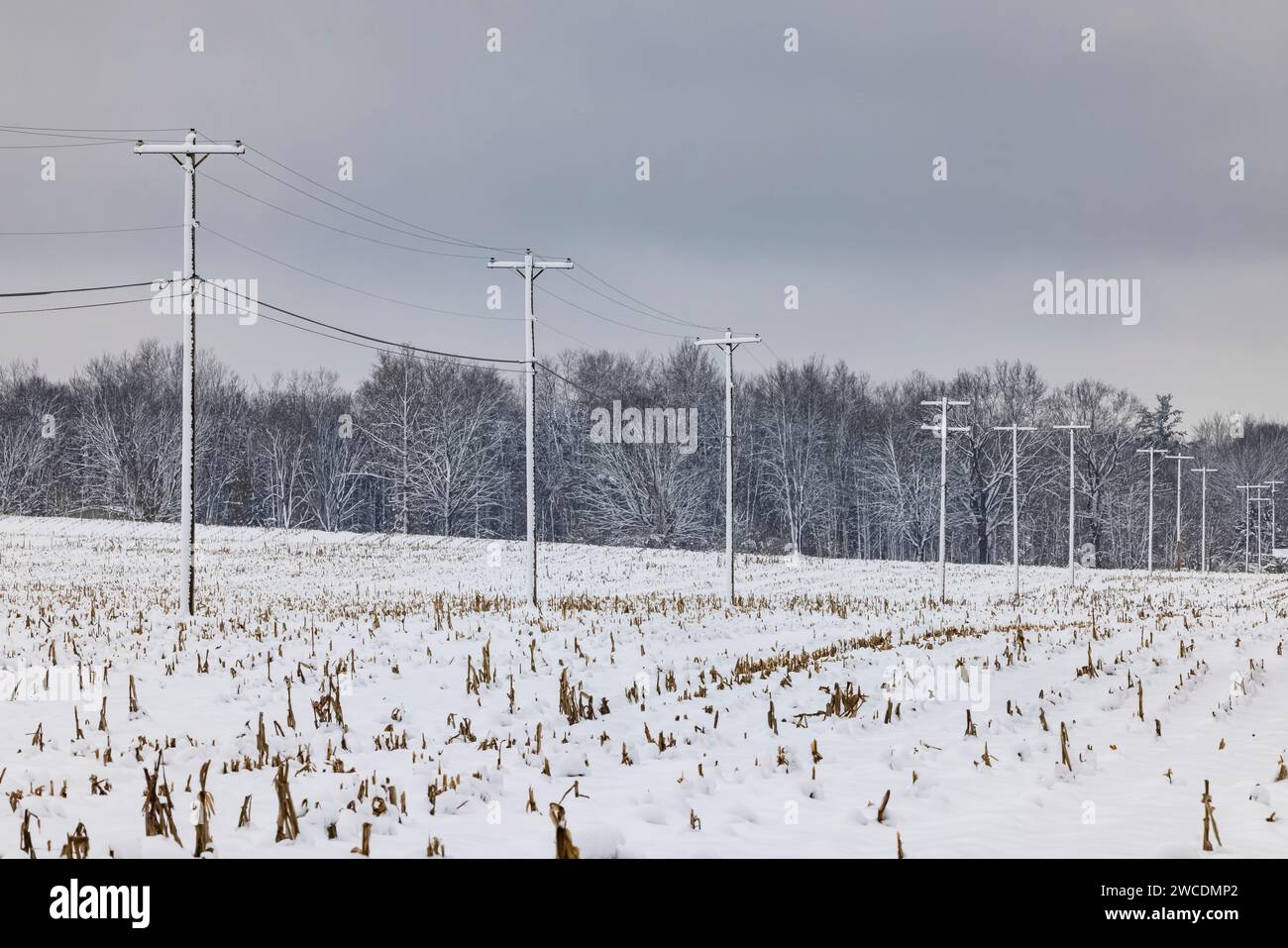 Lignes électriques et poteaux après une tempête de neige dans le comté de Mecosta, Michigan, États-Unis Banque D'Images