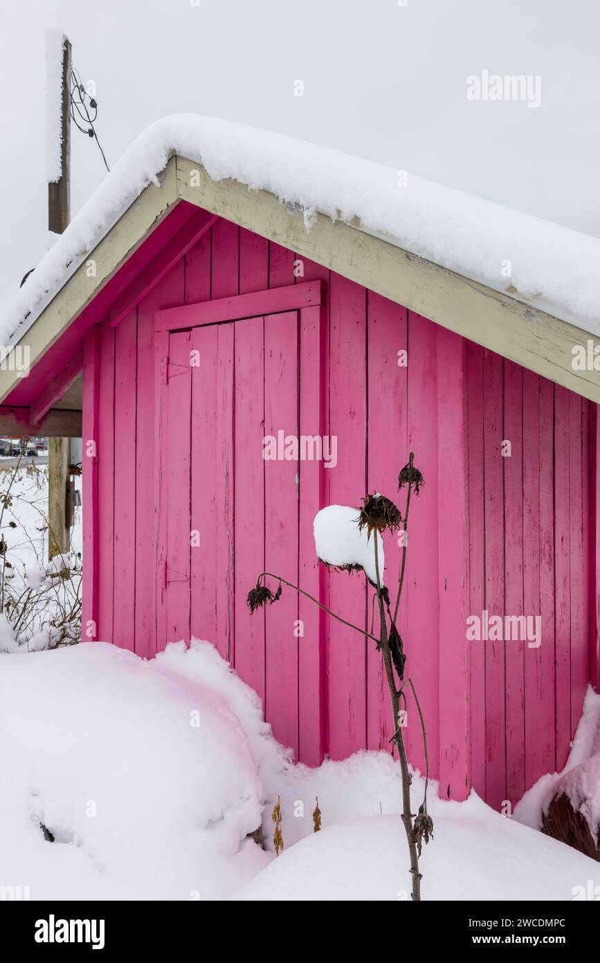 Abri rose après une tempête de neige à Morley, comté de Mecosta, Michigan, États-Unis [pas d'autorisation du propriétaire ; licence éditoriale uniquement] Banque D'Images