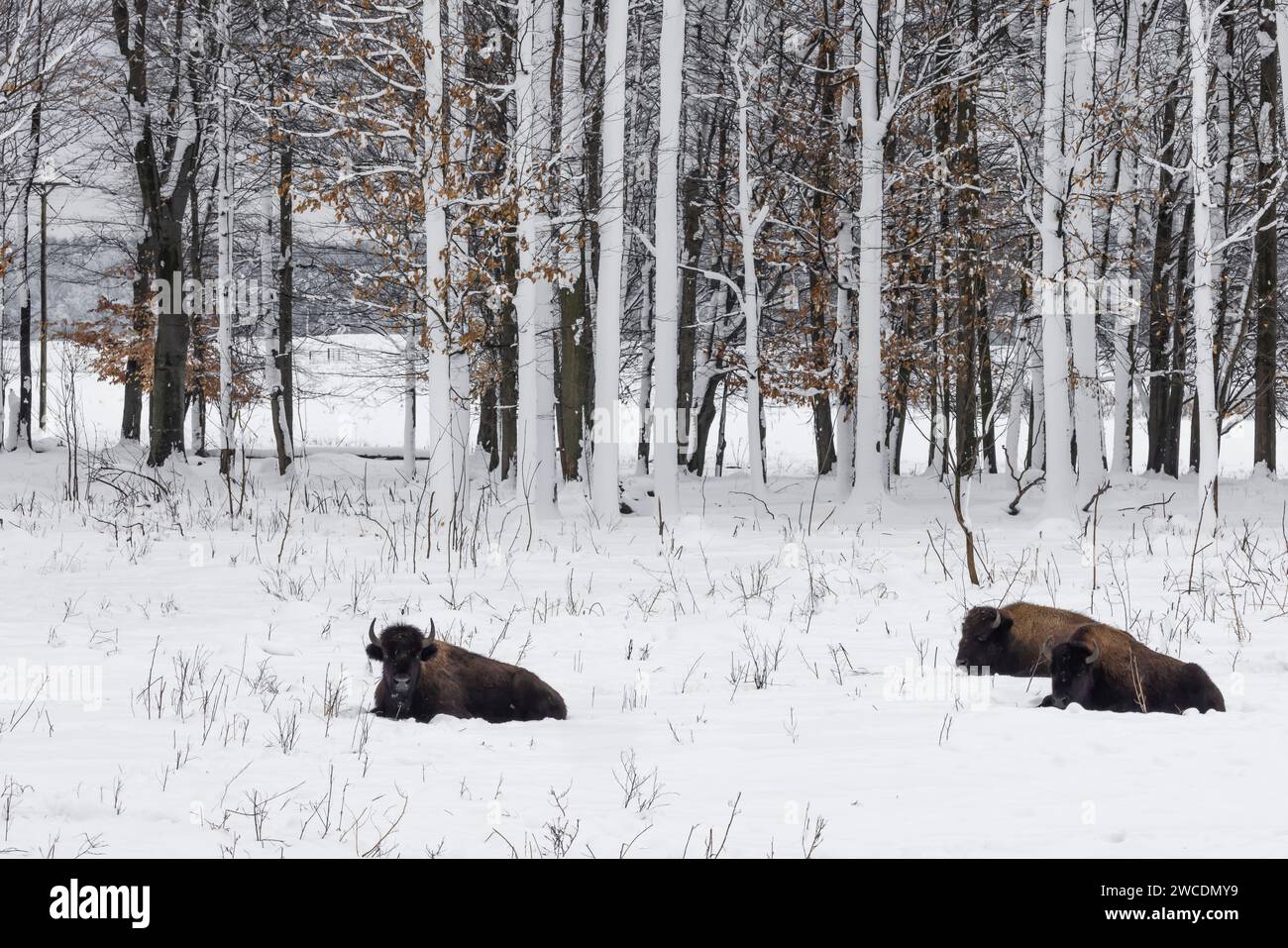 Bison d'élevage au Super G Ranch pendant une tempête de neige dans le comté de Mecosta, Michigan, États-Unis [aucune autorisation du propriétaire ; licence éditoriale uniquement] Banque D'Images