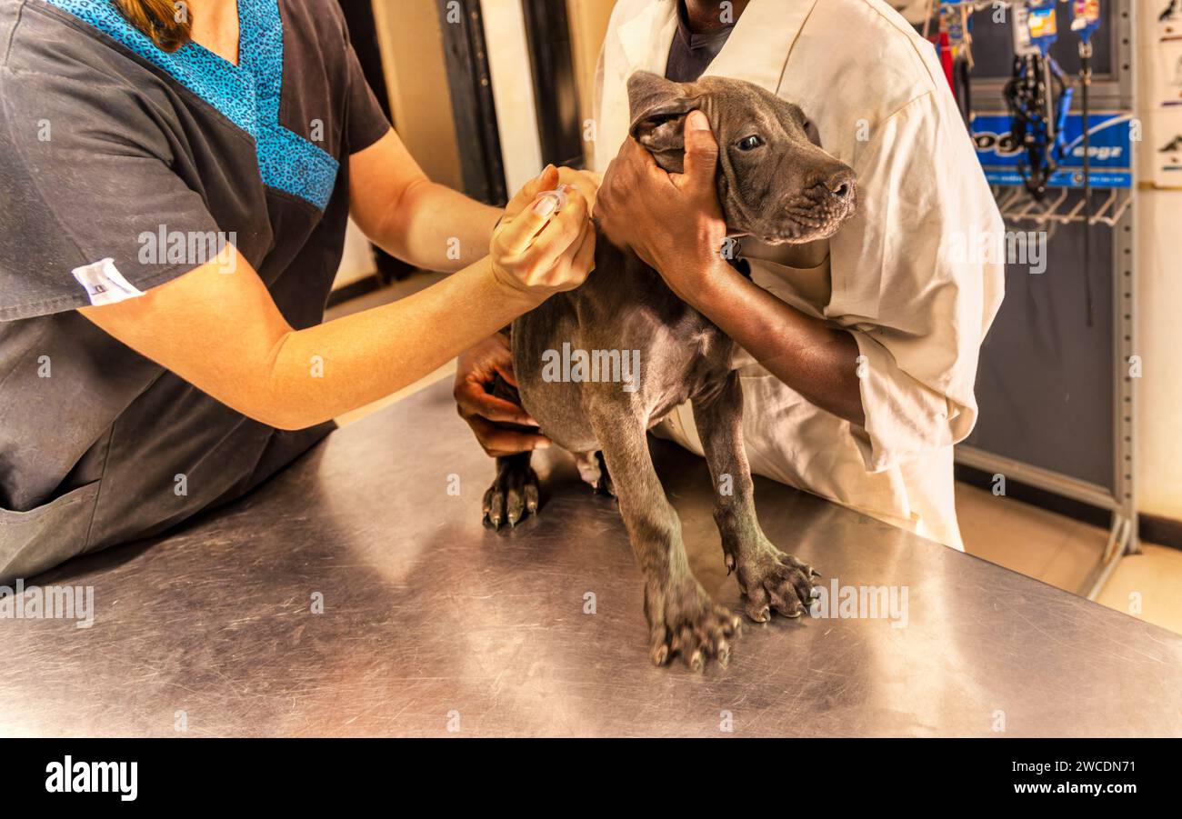 chien boerboel chiot chez le vétérinaire obtenant sa vaccination, médecin et infirmière afro-américaine Banque D'Images