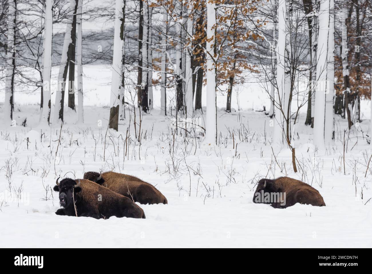 Bison d'élevage au Super G Ranch pendant une tempête de neige dans le comté de Mecosta, Michigan, États-Unis [aucune autorisation du propriétaire ; licence éditoriale uniquement] Banque D'Images