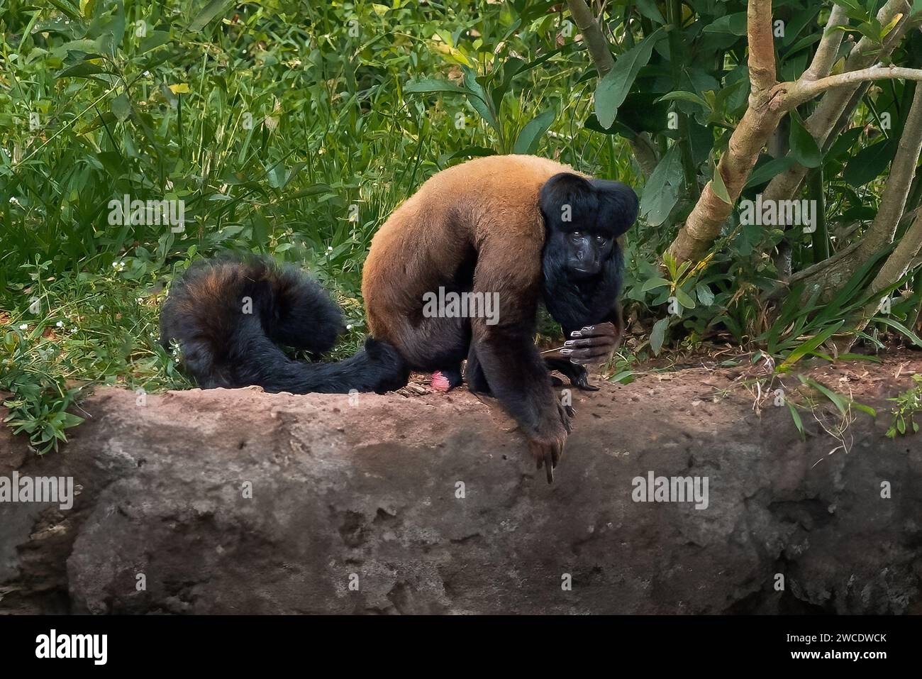 Singe Saki à barbe brun rougeâtre (Chiropotes sagulatus) Banque D'Images