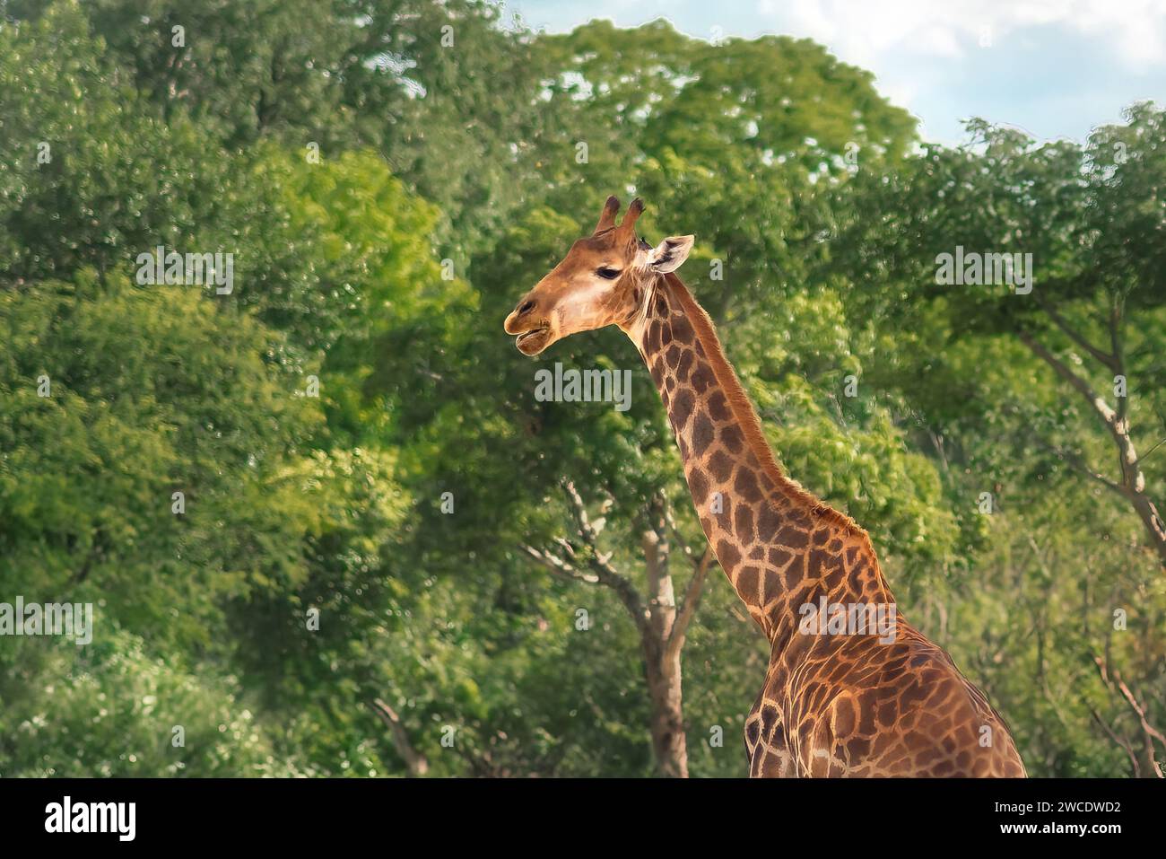 Belle girafe du Nord (Giraffa camelopardalis) Banque D'Images