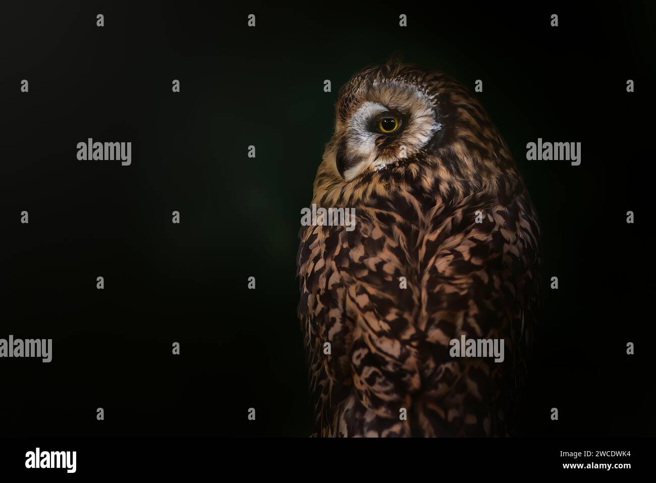 Hibou à oreilles courtes (ASIO flammeus) - oiseau nocturne Banque D'Images