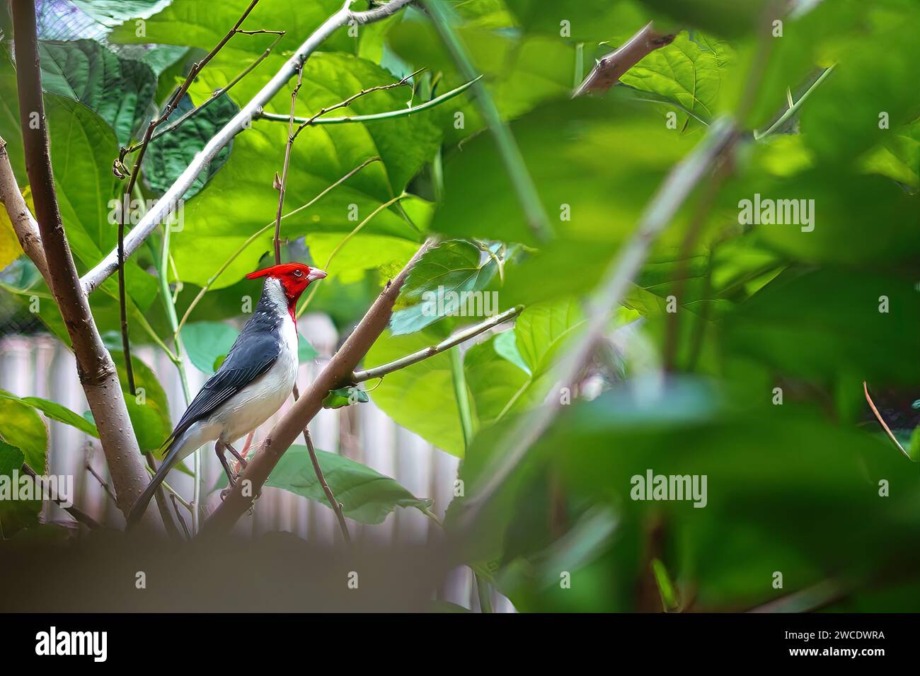 Oiseau cardinal à crête rouge (Paroaria coronata) Banque D'Images