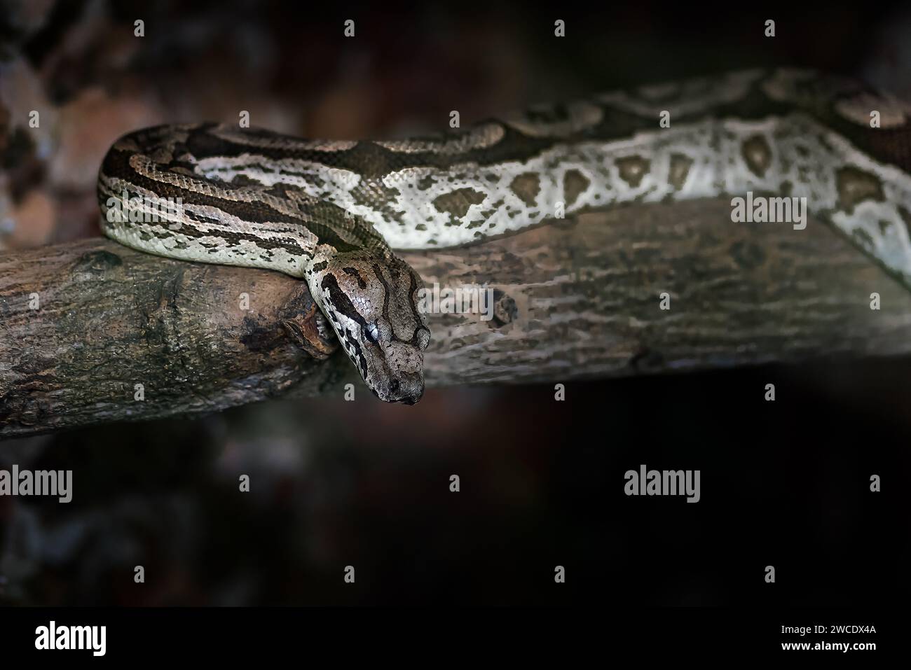 Serpent Boa de Dumeril (Acrantophis dumerili) Banque D'Images