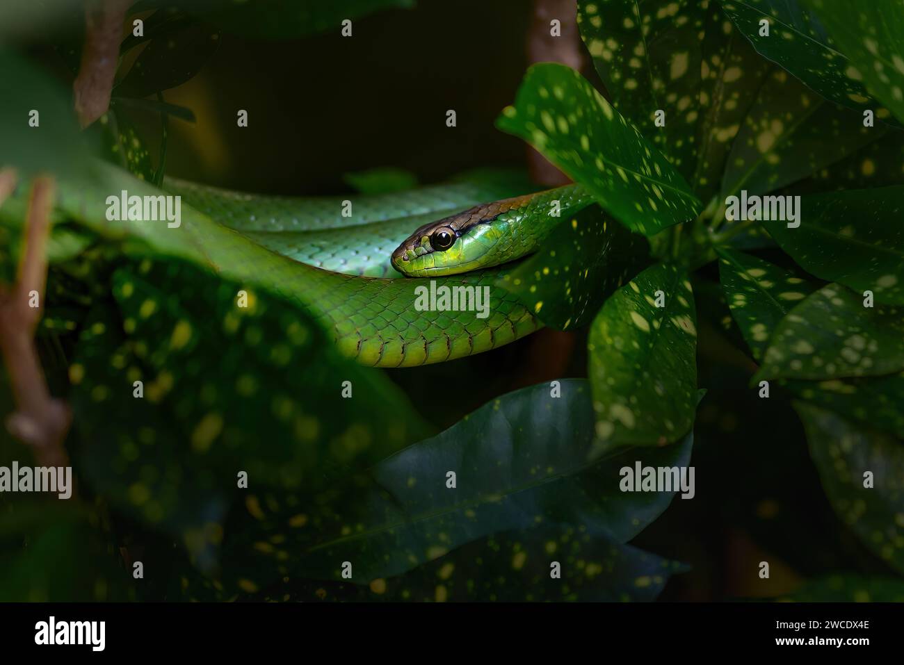 Serpent vert coureur sud-américain (Philodryas olfersii) Banque D'Images