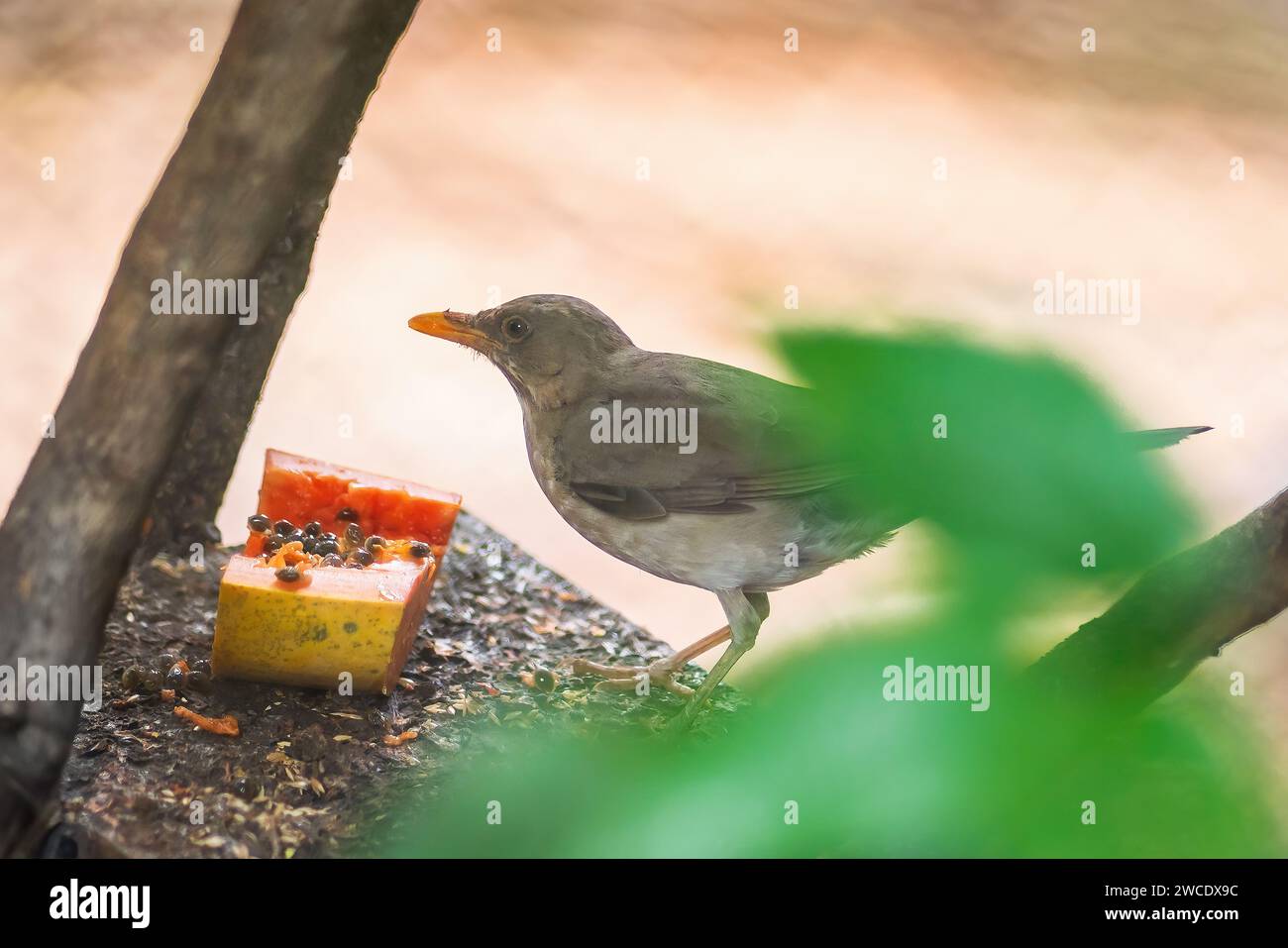 Grive à ventre crémeux (Turdus amaurochalinus) Banque D'Images