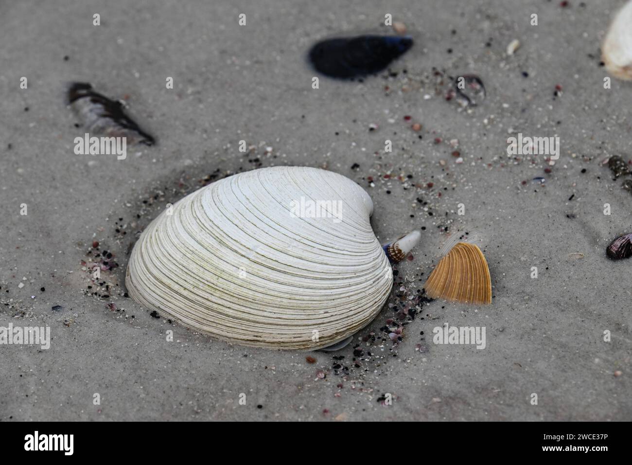 Coquillages dans le sable, York Beach, Stanley, îles Falkland Banque D'Images