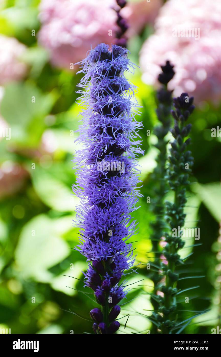 Étoile flamboyante fleurie dans le jardin (Gayfeather, Liatris spicata ou Prairie gayfeather) Banque D'Images