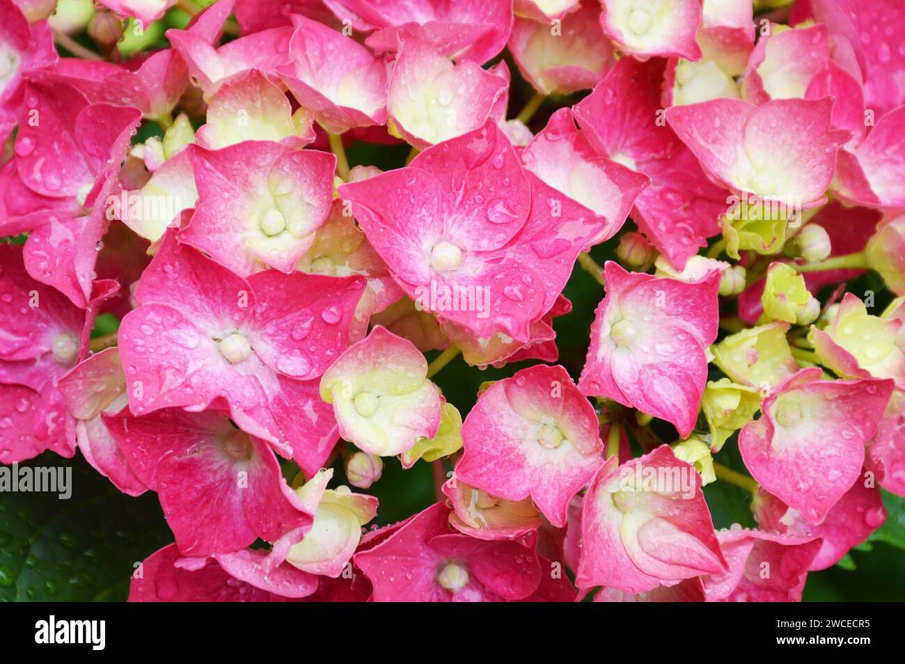 Hortensia rose flower close up Banque D'Images