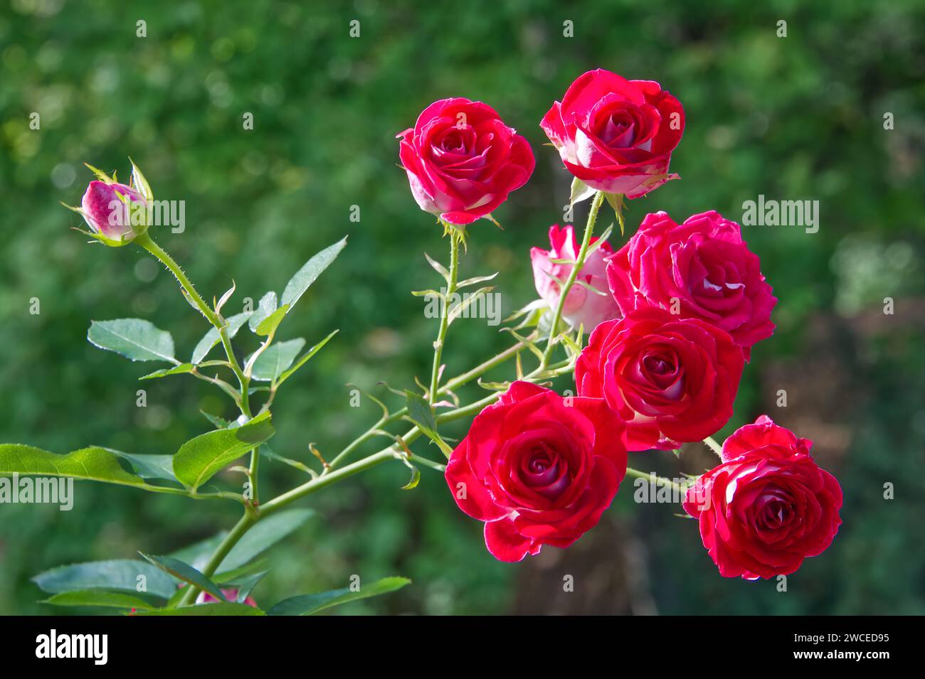 Belles roses bicolores 'belle femme de Coblence' dans le jardin Banque D'Images