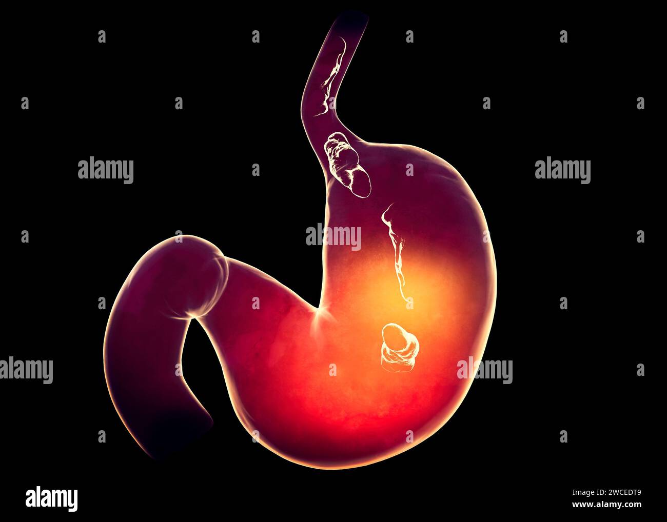 Voie alimentaire et digestion, passage des aliments dans l'estomac, cycle digestif, rendu 3D. Banque D'Images