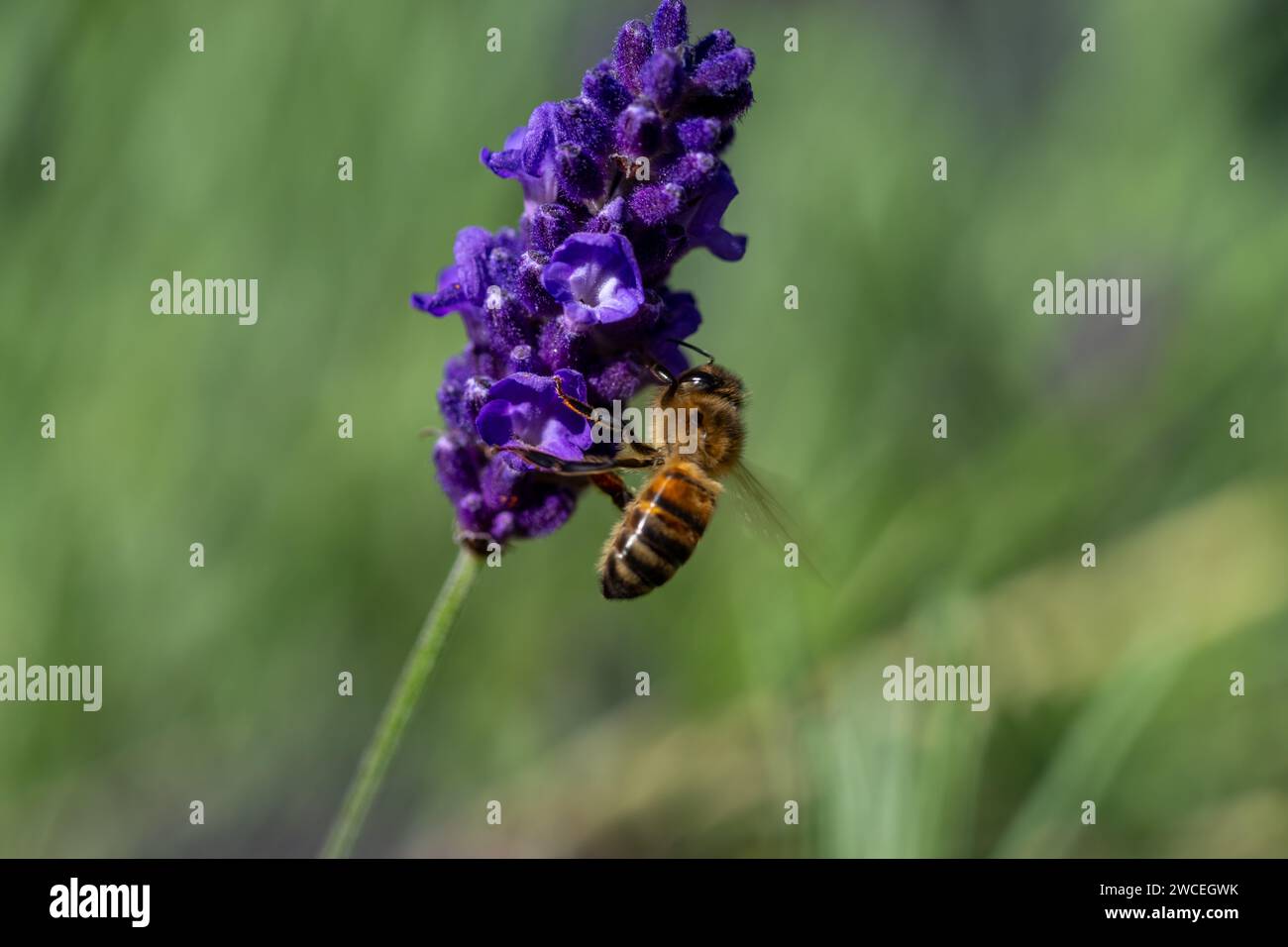 Abeille se nourrissant sur une seule tête de lavande contre un bokeh vert, la totalité de la fleur et une partie de la tige en vue. Banque D'Images Abeille se nourrissant sur une seule tête de lavande contre un bokeh vert, la totalité de la fleur et une partie de la tige en vue. Banque D'Images