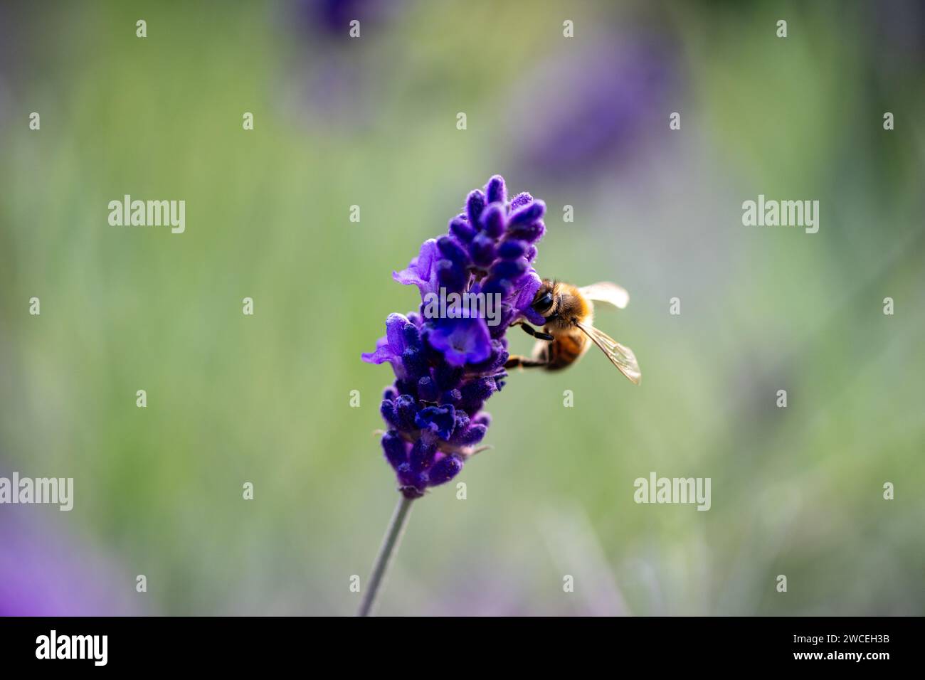Abeille se nourrissant sur une seule tête de lavande contre un bokeh vert, la totalité de la fleur et une partie de la tige en vue. Banque D'Images