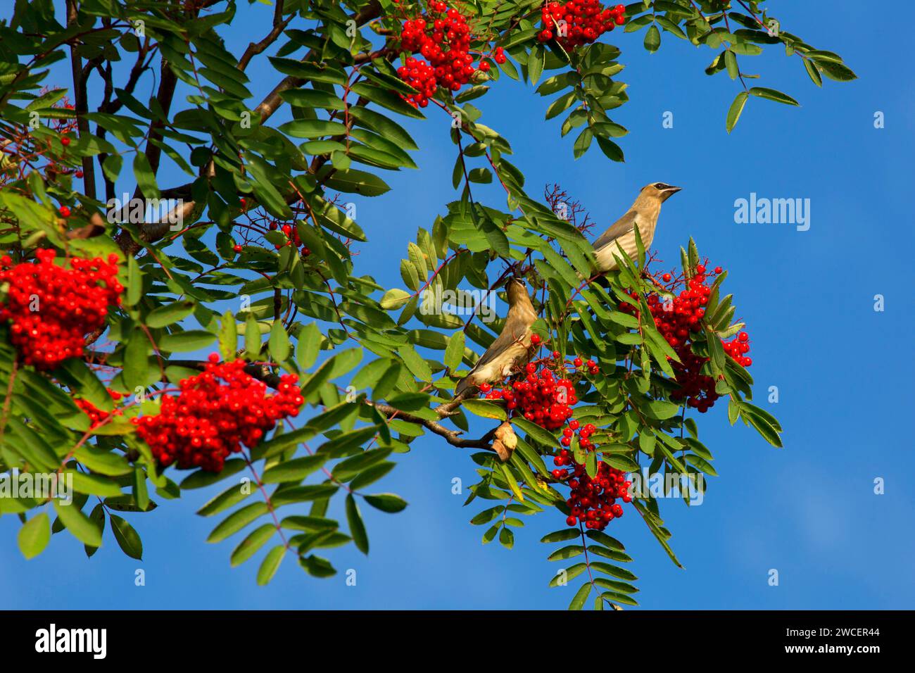 Cedar Waxwing sur la cendre de montagne, Split Rock Lighthouse State Park, Minnesota Banque D'Images