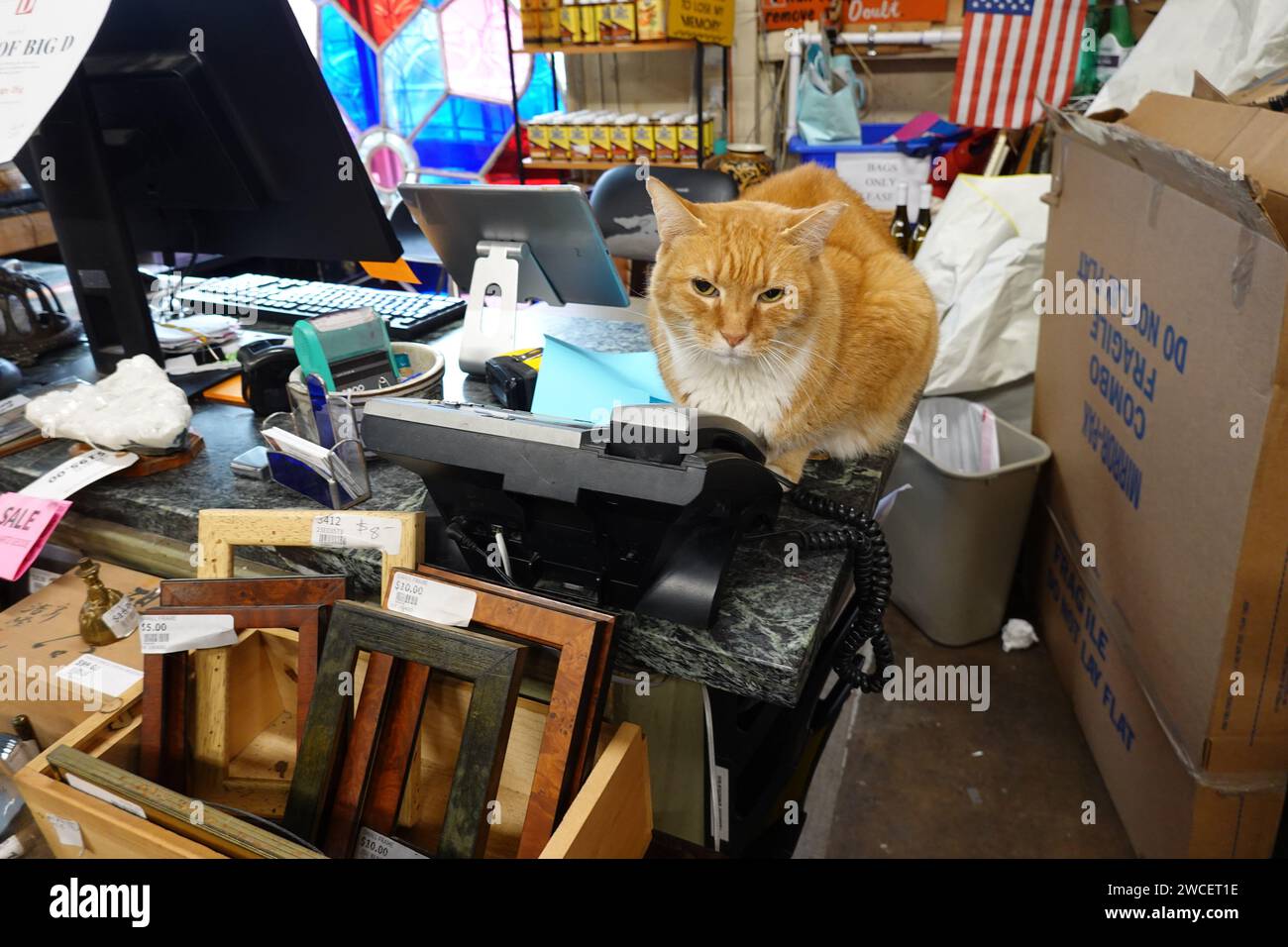 Un chat tabby orange et blanc est assis sur un bureau d'un magasin antqiue - novembre 2023 Banque D'Images
