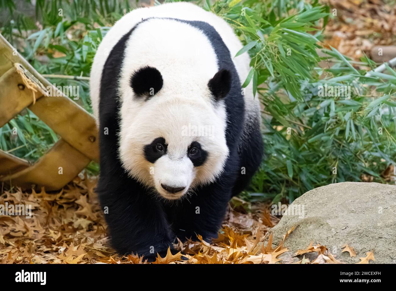Ours de panda géant (Ailuropoda melanoleuca) au zoo d'Atlanta, en Géorgie. (ÉTATS-UNIS) Banque D'Images