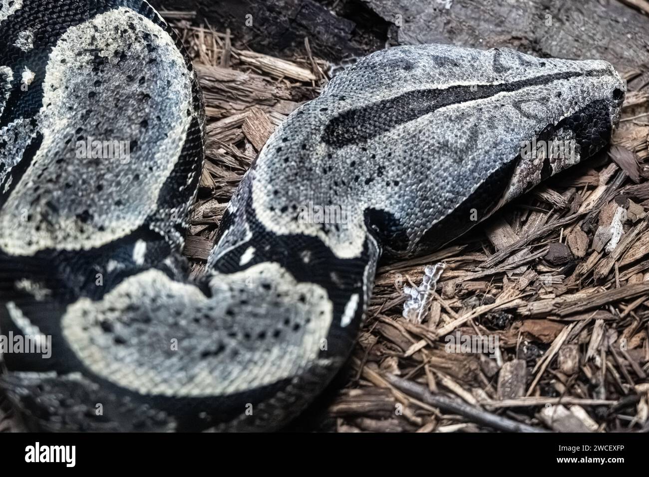 Gros plan d'un boa constricteur puissant et grand à l'exposition spectaculaire de reptiles et amphibiens écailleux du zoo d'Atlanta, en Géorgie. (ÉTATS-UNIS) Banque D'Images