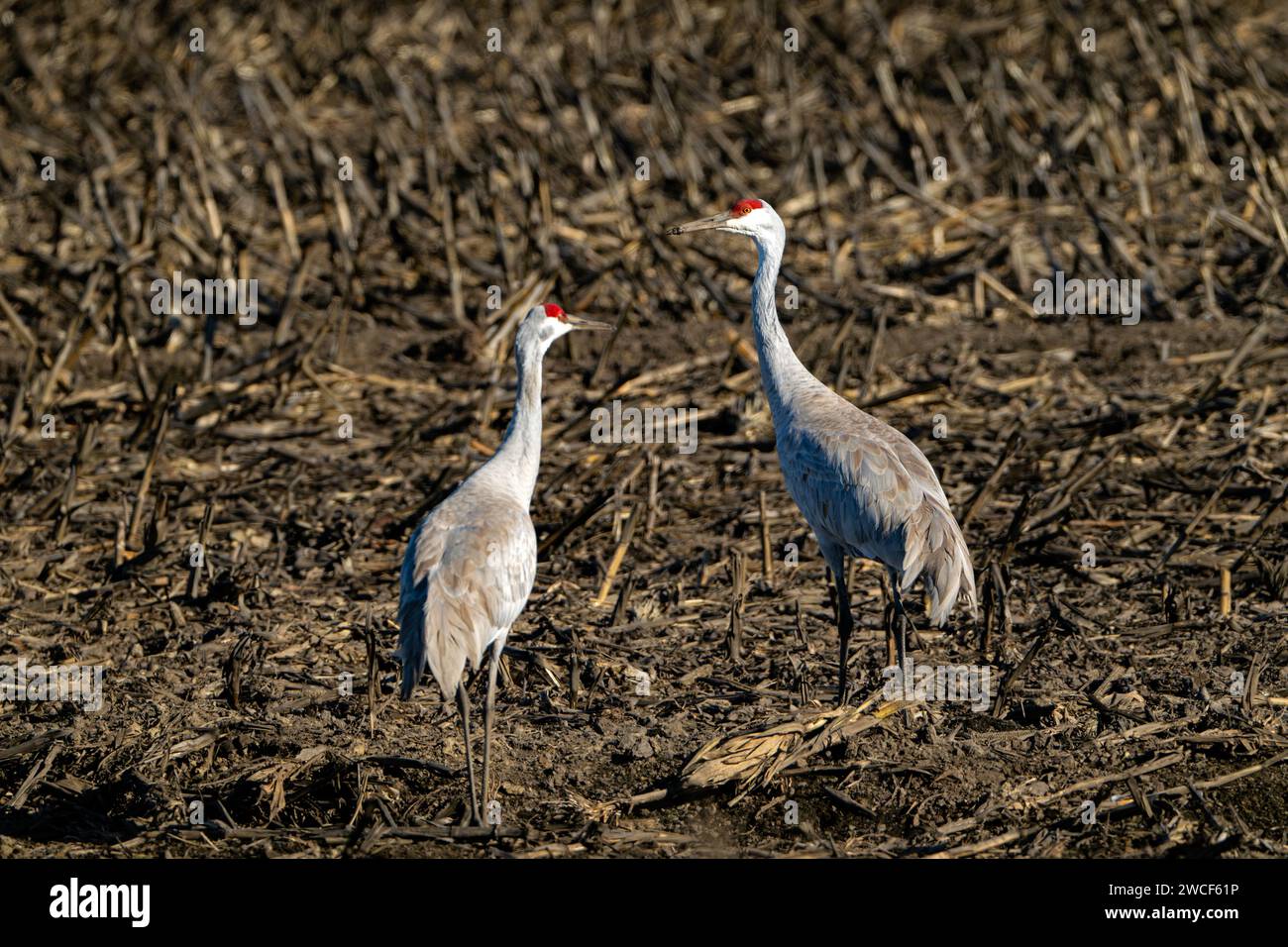 Sandhill Cranes à Staten Island Preserve, Californie Banque D'Images