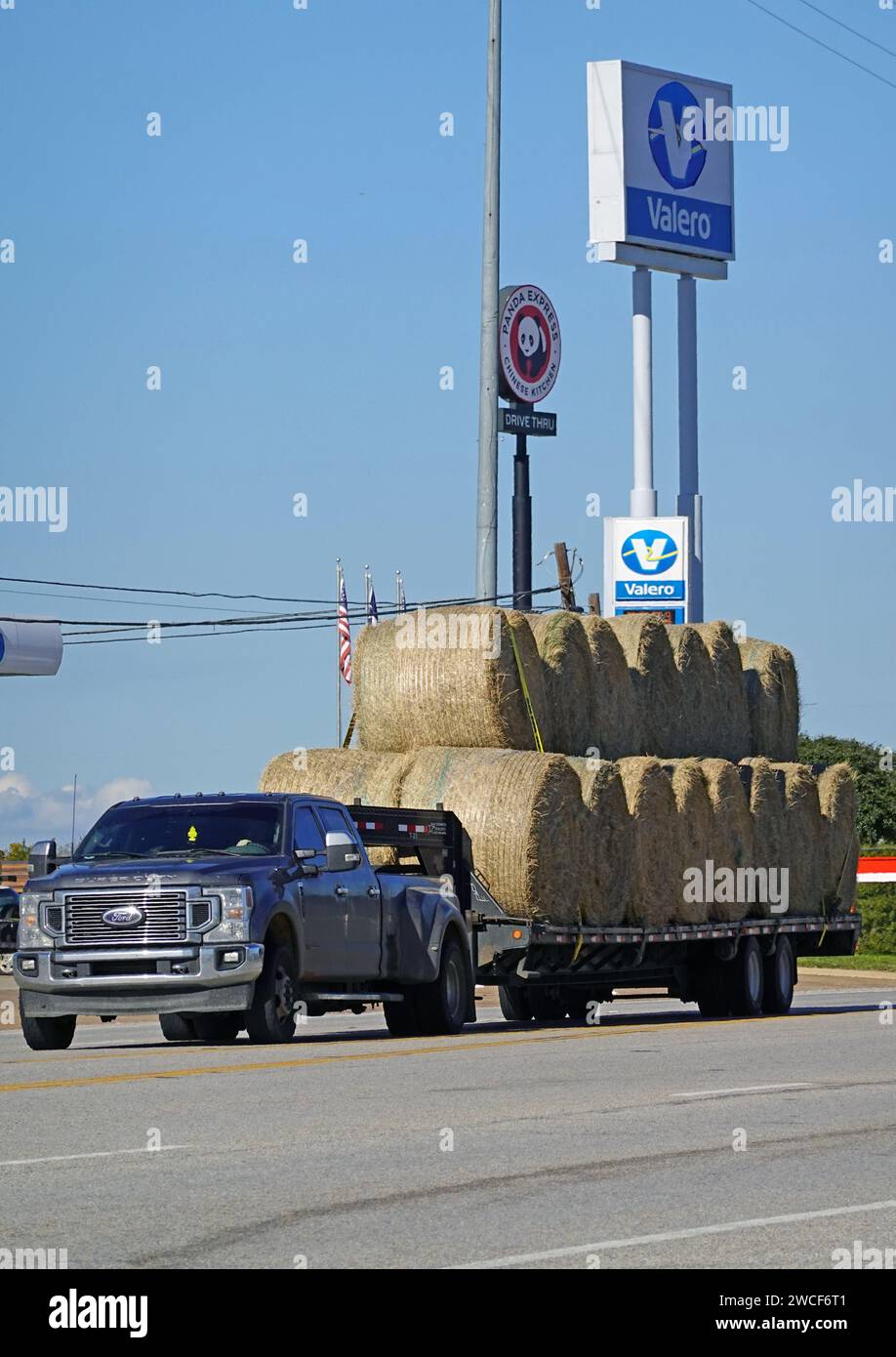 Camionnette Ford transportant des balles rondes de foin - novembre 2023 Banque D'Images
