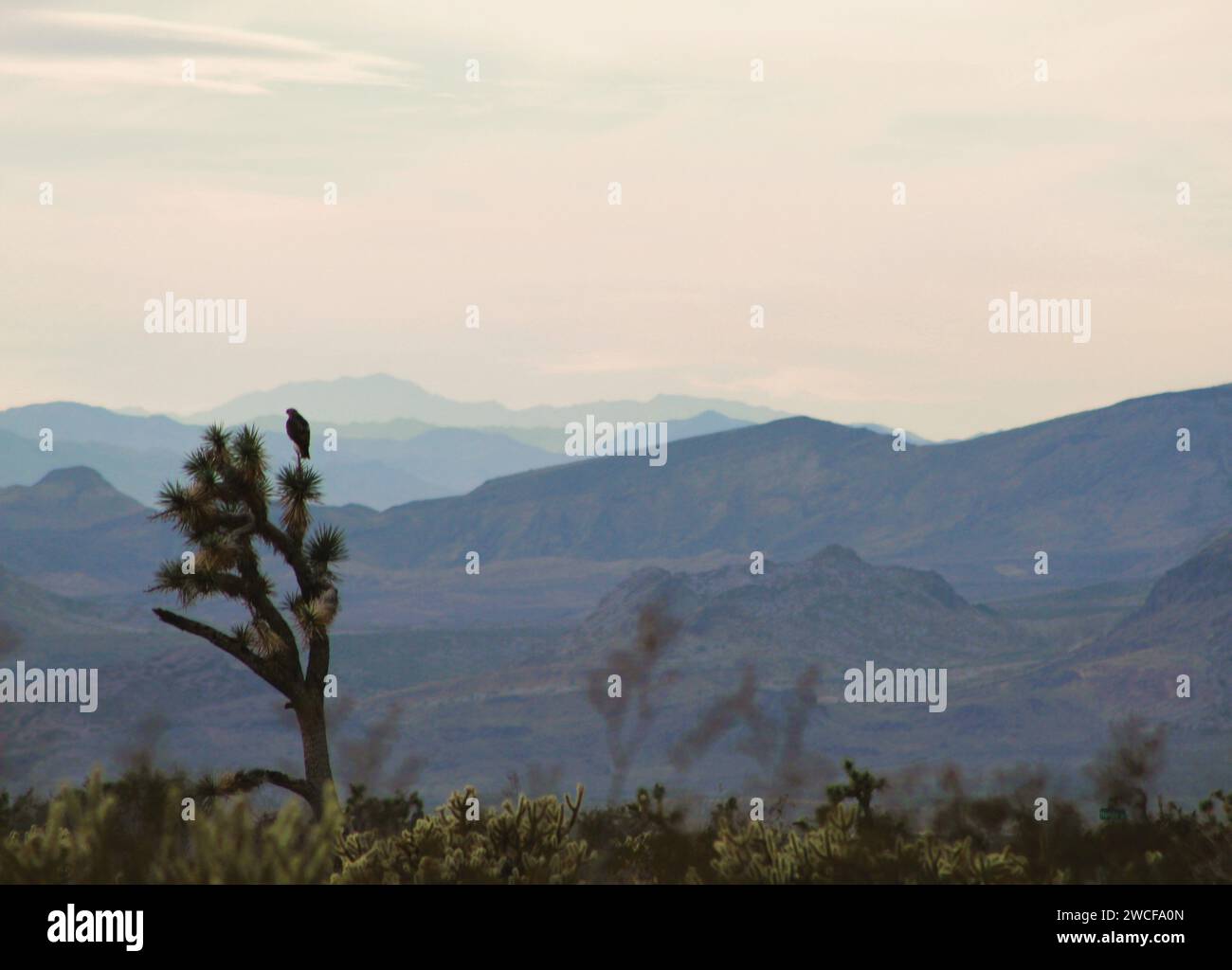 Hawk sur un Joshua Tree dans le comté de Mohave, Az regardant vers l'ouest dans Calif. Contexte - montagnes de l'Arizona et de la Californie. Banque D'Images