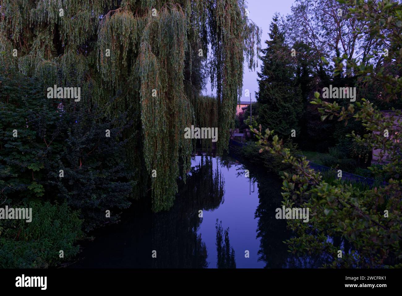 Arbres surplombant une rivière tranquille dans l'après-midi, Oxford, Royaume-Uni. Banque D'Images