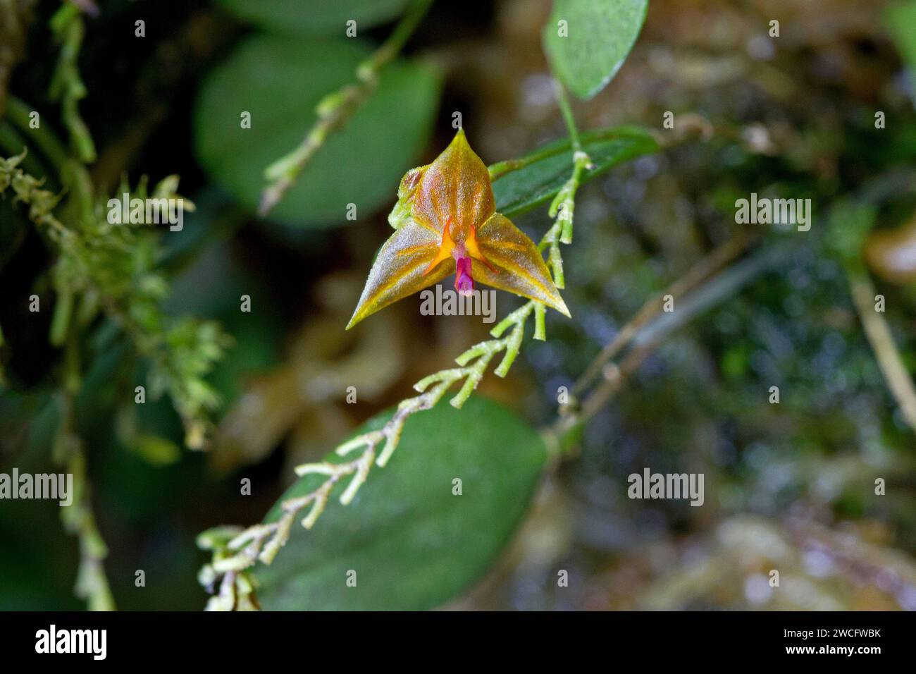 Gros plan d'une minuscule fleur d'une espèce de Lepanthes, membre de la famille des orchidées. Banque D'Images
