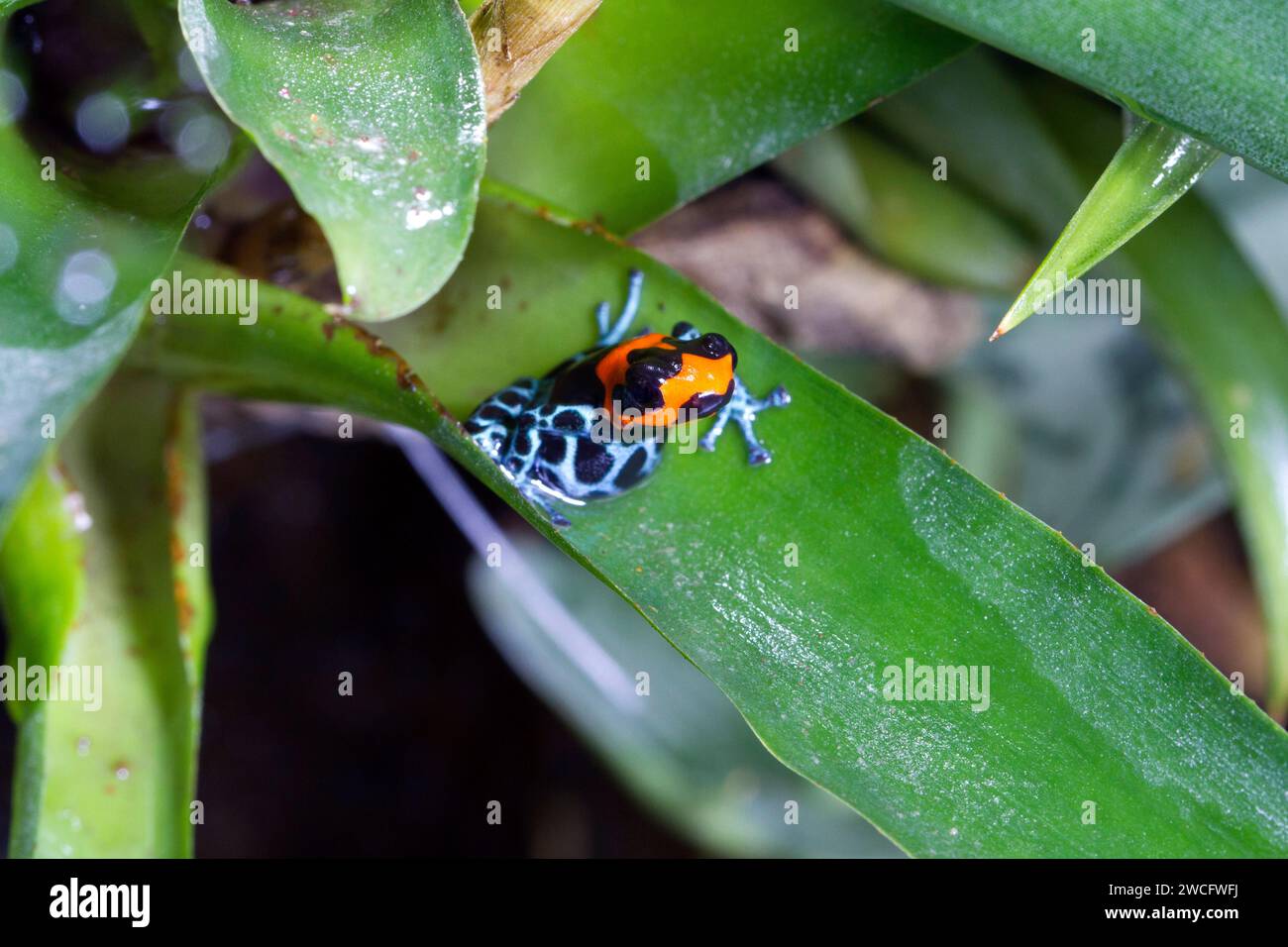 Ranitomeya benedicta femelle élevée en captivité, une espèce de grenouilles à fléchettes empoisonnées originaire du Pérou, dans un terrarium. Banque D'Images